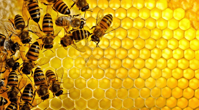 فوائد وضع العسل على السرة