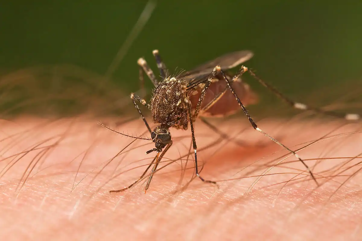 मच्छरों के काटने के फायदे और नुकसान, और वे इंसानों को क्यों काटते हैं? »आपकी पत्रिका -magltk.com