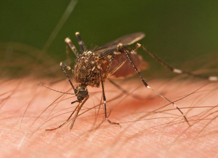 الناموس (البعوض) فوائد قرصه – أضراره - لماذا يقرص الإنسان.. والكثير
