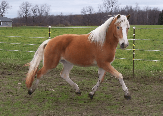 أفضل 7 أنواع خيول في العالم