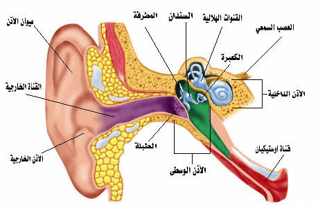 ما هي مكونات الأذن البشرية؟