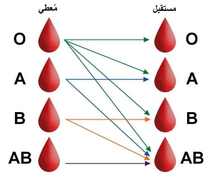 فصيلة الدم O سالب