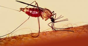 الملاريا وخطر الناموس وأهم أعراض الملاريا وكيف يمكننا الوقاية منها