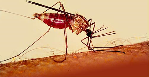 ما هي الملاريا؟