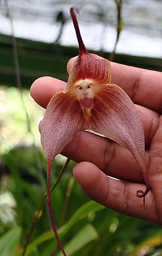 الزهرة ذات وجه القرد