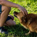 كيفية التغلب على فوبيا الكلاب دون اللجوء لمعالج نفسي