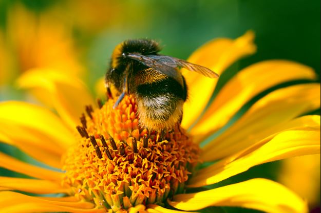الآثار الجانبية لاستخدام حبوب ملكات النحل للتسمين
