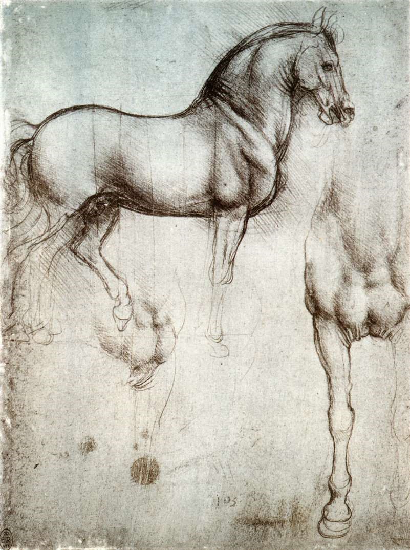 توضيح عضلات الحصان في لوحة تشريحية