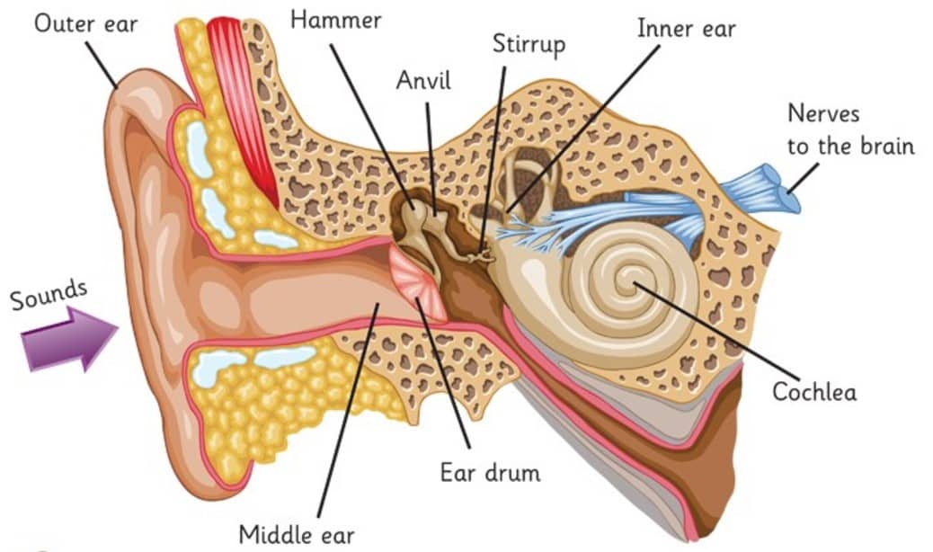 ما هو ضعف السمع؟