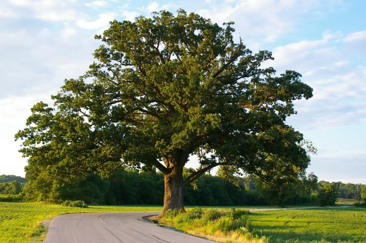 شجرة البلوط وأهم الاستخدامات والفوائد مجلتك