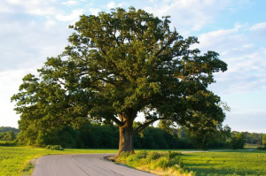 شجرة البلوط وأهم الاستخدامات والفوائد