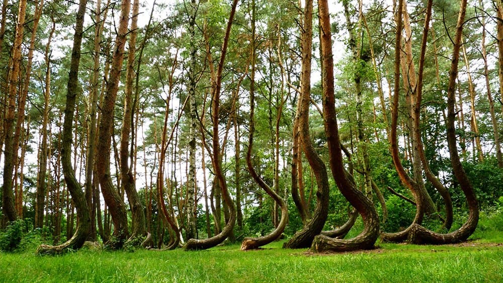 أجمل الغابات في العالم بالصور