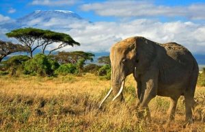 9 من أشهر الأماكن السياحية في كينيا تعرف عليها بالصور