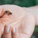 علاج لسعة النحل