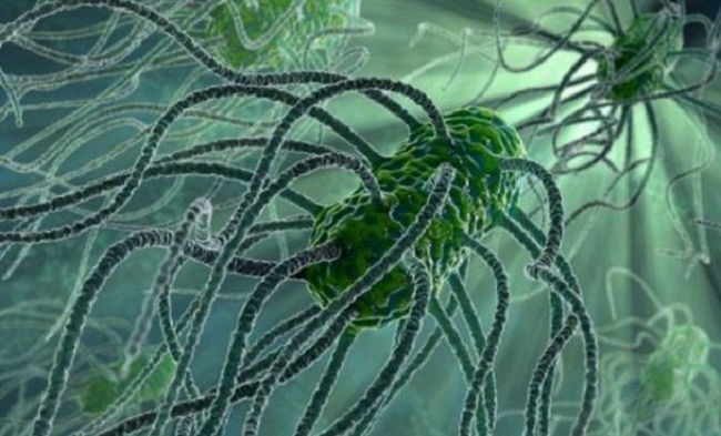التركيب الداخلي للبكتيريا