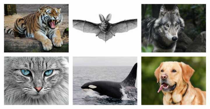 الحيوانات البرية وبيئاتها وسلوكياتها المختلفة