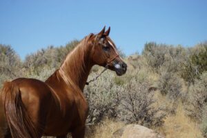 السلوكيات والعادات وأهم المعلومات عن الحصان العربي الأصيل