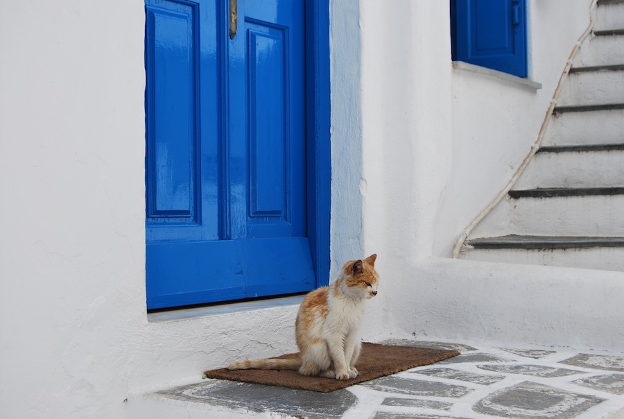 واحدة من الشوارع المرصوفة بالحصى في جزيرة ميكونوس اليونانية، المنازل البيضاء مع الأبواب والشرفات الزرقاء.