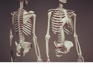 كيف يعمل الجسم البشري.. تعرف على الهيكل العظمي لدى الانسان