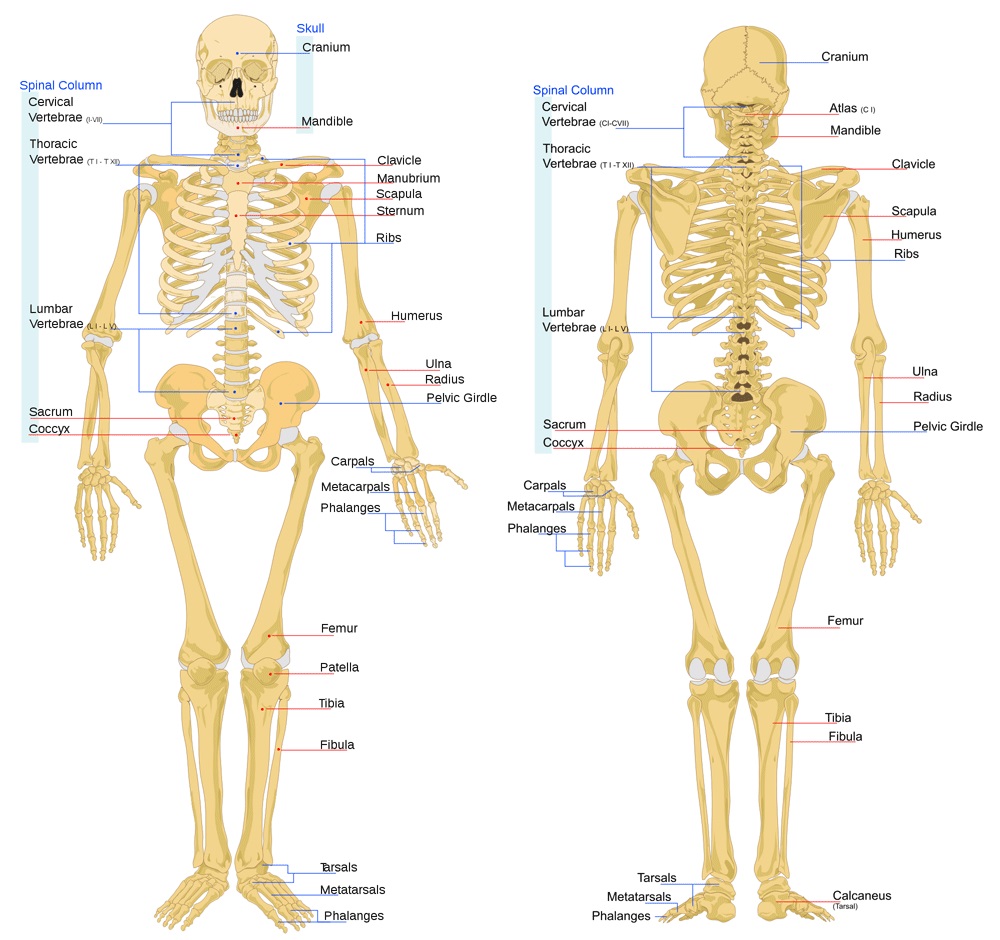 ما هو الهيكل العظمي