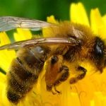 تربية النحل