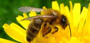 تربية النحل