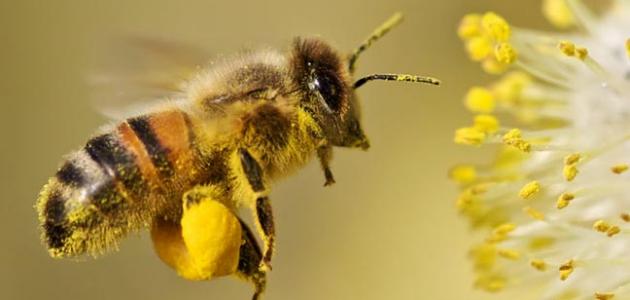 حبوب اللقاح لتغذية النحل