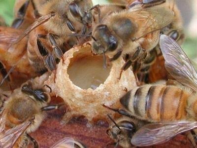النحل حول غذاء الملكة