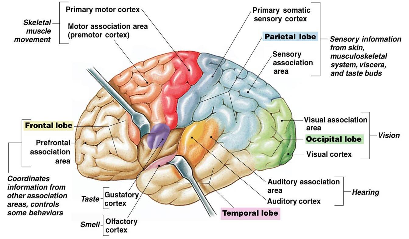 المخ أو الدماغ
