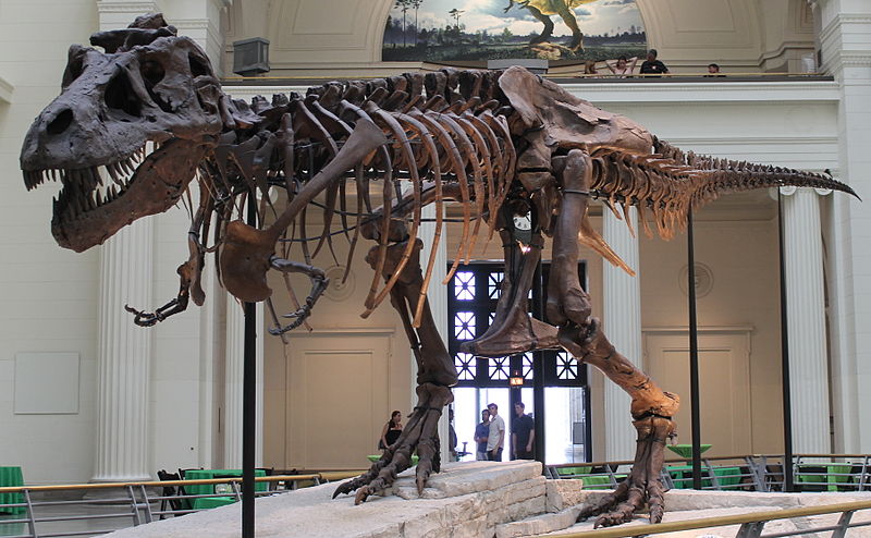 الهيكل العظمي الأكثر اكتمالا لديناصور التيركس - شيكاغو - الولايات المتحدة الأمريكية