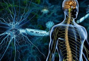 سلسلة كيف يعمل الجسم البشري.. كل شيء عن الجهاز العصبي عند الانسان