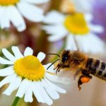 فوائد النحل وأهميته