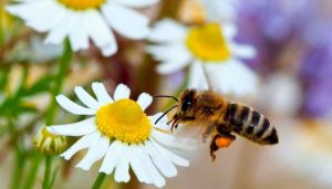 فوائد النحل وأهميته