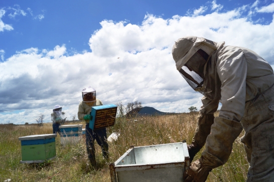 من خلال دعم تربية النحل نتعاون مباشرة في رعاية النحل