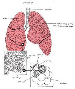 الجهاز التنفسي.. سلسلة كيف يعمل الجسم البشري كل شيء عن الجاز التنفسي عند الانسان