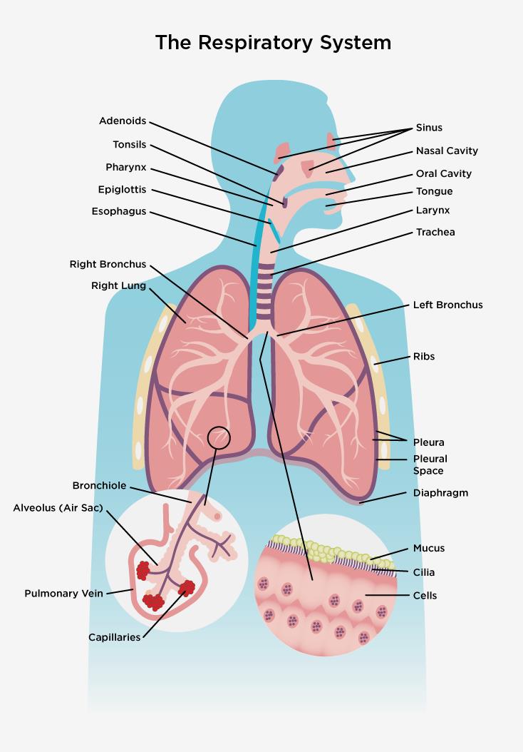 ما هو الجهاز التنفسي 1
