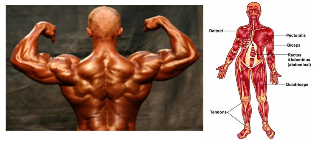 ما هو الجهاز العضلي عند الانسان