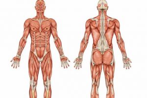 يليلة كيف يعمل جسم الانسان.. ل شيء عن الحهاز العضلي عند الانسان