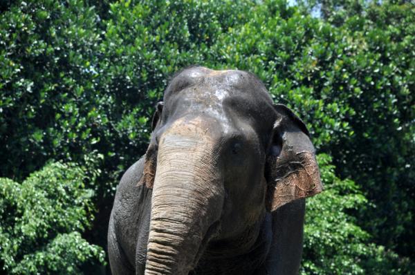 فيل سومطرة