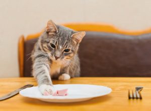 ماذا تأكل القطط – دليل التغذية السليمة للقطط الأليفة