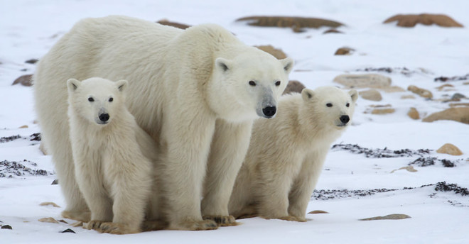 10 حقائق لا تعرفها عن الدب القطبي