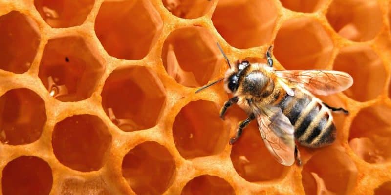 اغلى أنواع العسل