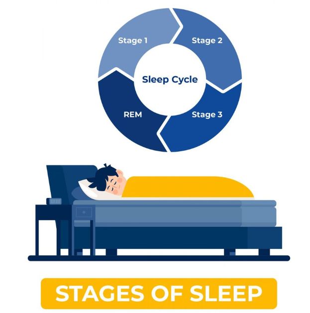 دورة النوم مراحل النوم