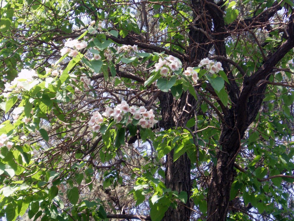 أزهار شجرة الباولونيا