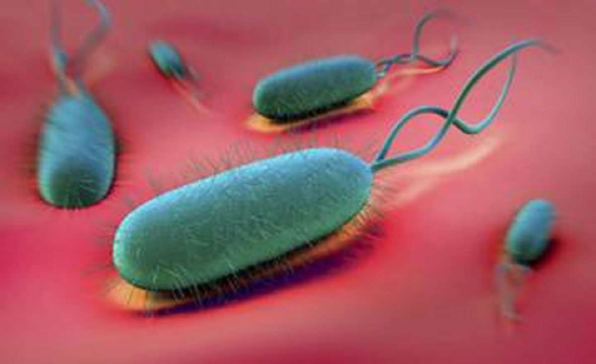 البكتيريا الضارة