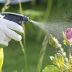 كيفية-صنع-مبيدات-فطرية-في-المنزل