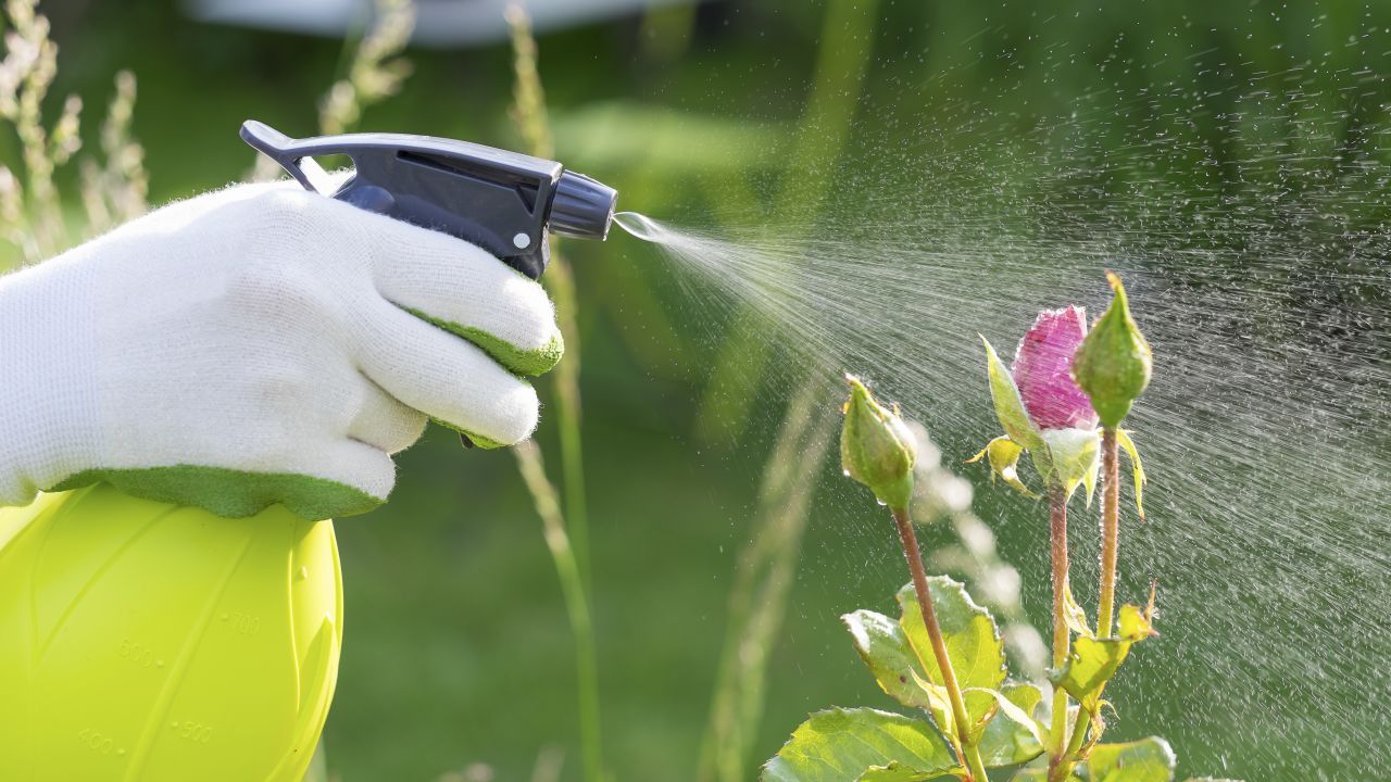 كيفية صنع مبيدات فطرية في المنزل خطوة بخطوة