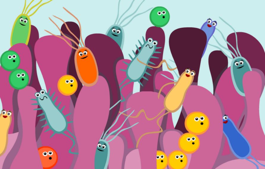 البكتيريا النافعة  أنت لست وحدك أنت مع تريليونات من الكائنات 