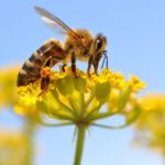 تصنيف-النحل