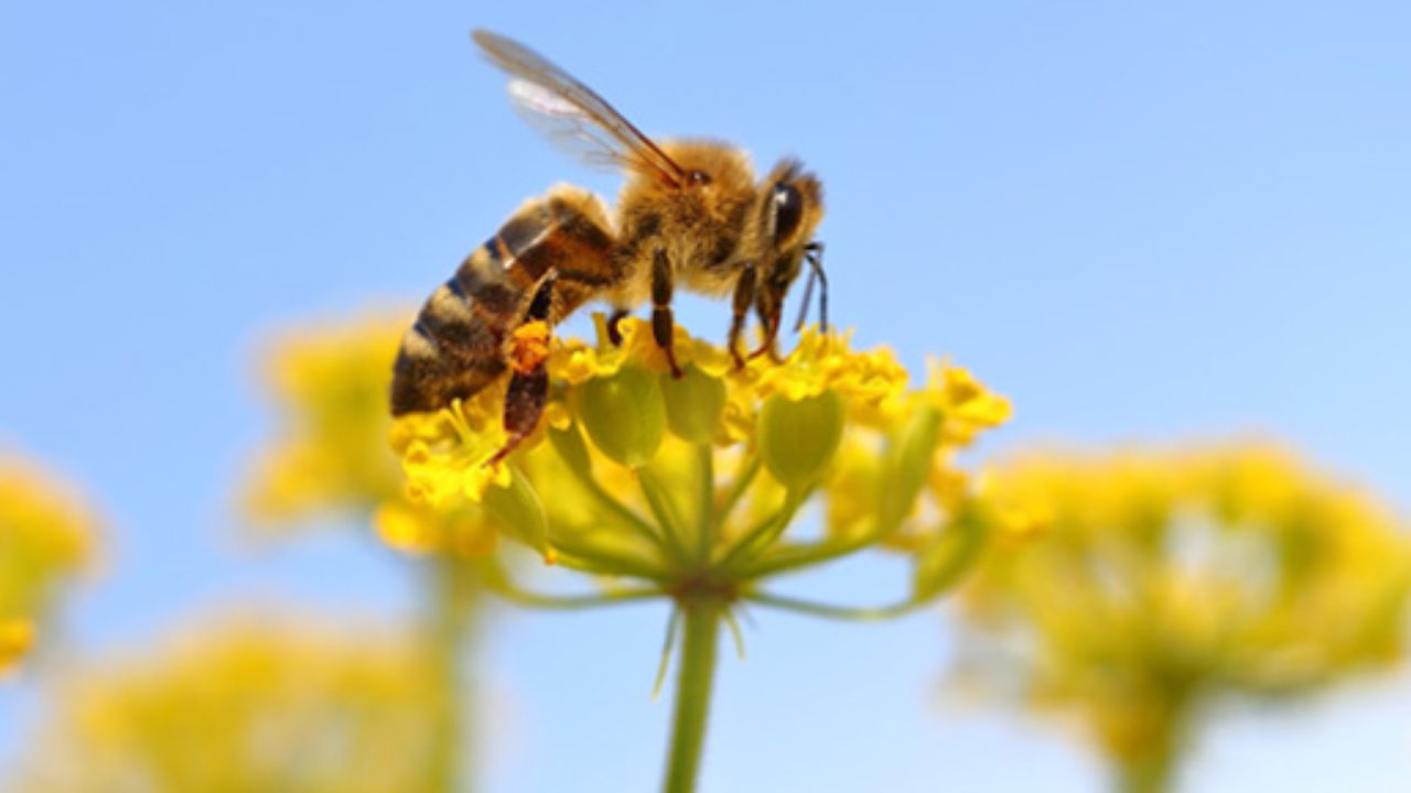 تصنيف-النحل